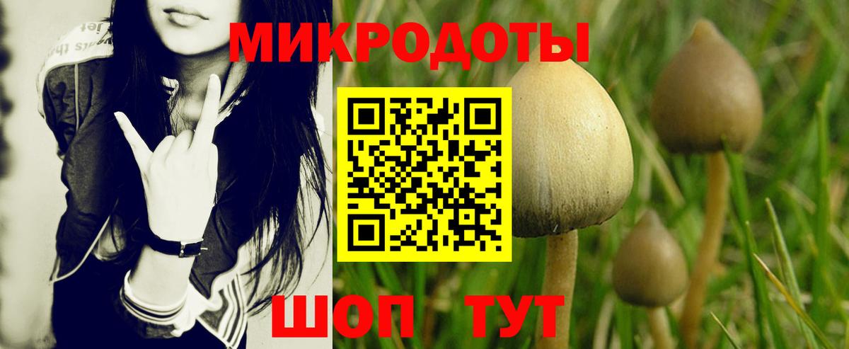 Псилоцибиновые грибы прущие грибы Большой Камень